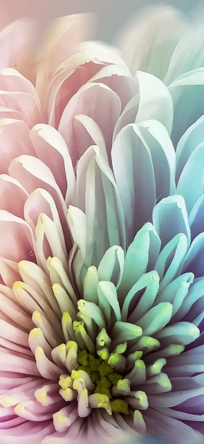 Chrysanthemum Flower Close Up