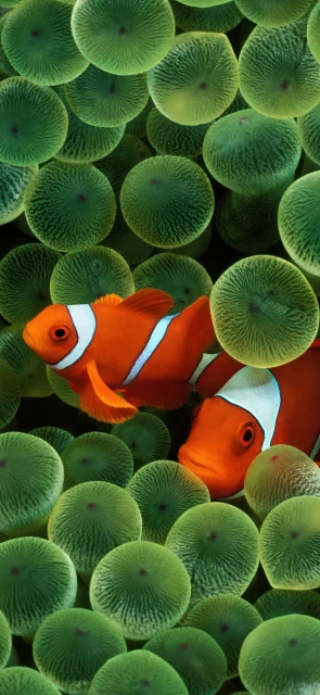 Clownfish in Green Anemone