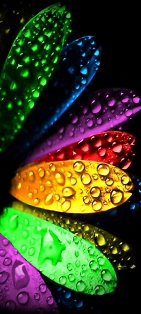 Colorful petals with water droplets