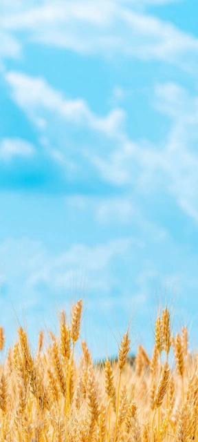 Field and Sky Background