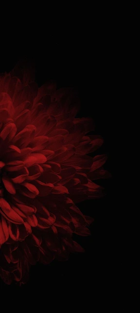 Flower Dark Black Background