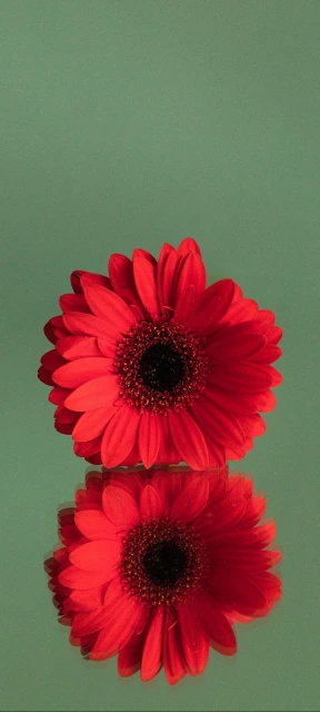 Flower Reflection Background
