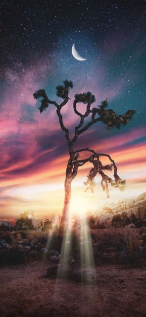 Joshua Tree Under Starry Sky