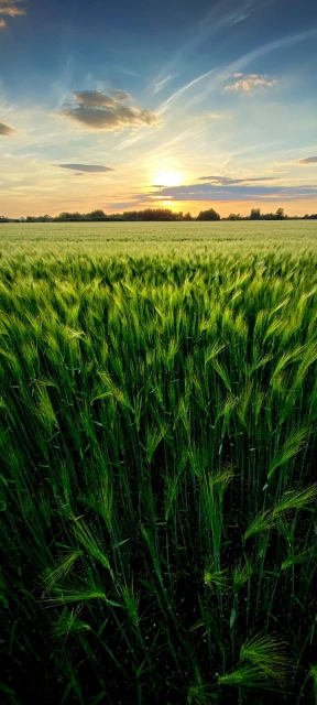 Nature Green Field Background