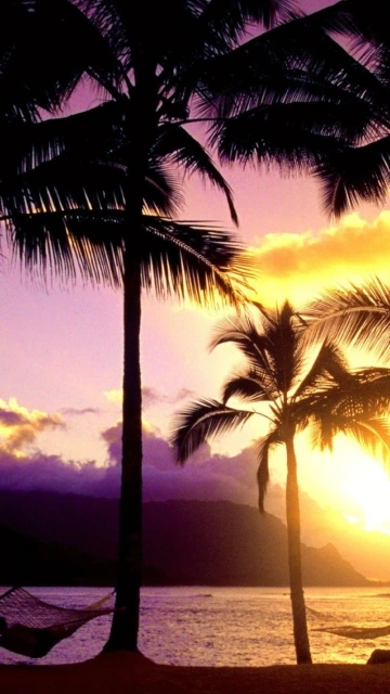 Palm Trees Sunset Beach Hammock