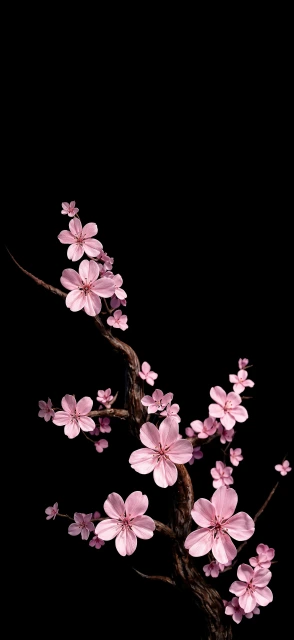 Pink Cherry Blossoms on Branch