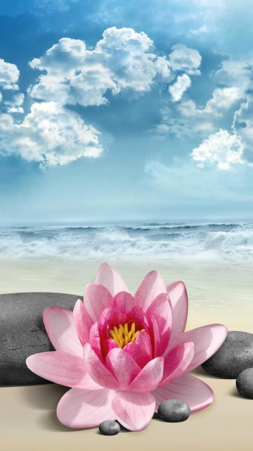 Pink Lotus Flower on Beach With Stones