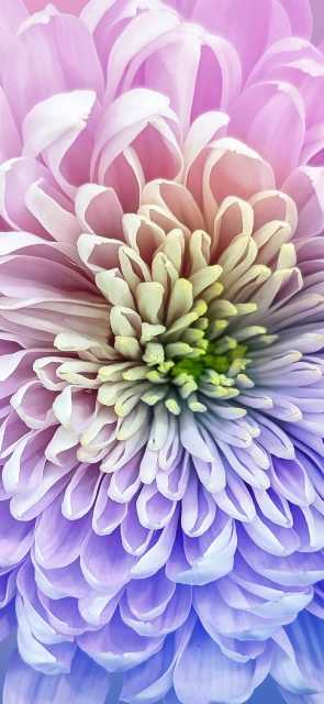 Pink Purple Chrysanthemum Closeup