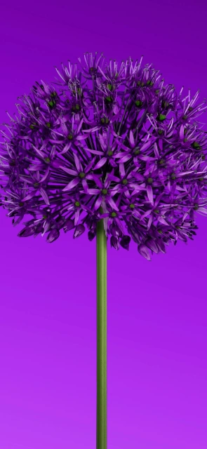 Purple Allium Flower Head