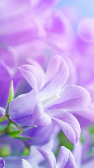 Purple Bell Flower Closeup