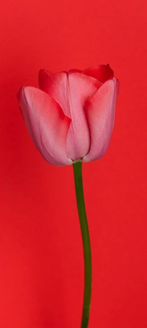 Red Flower Background Background