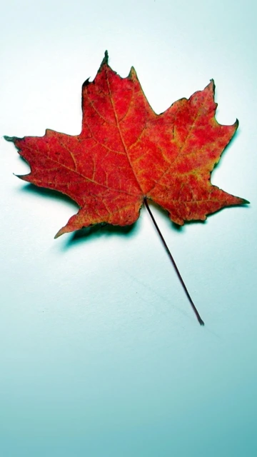 Red Maple Leaf