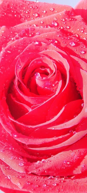 Red Pink Rose Background