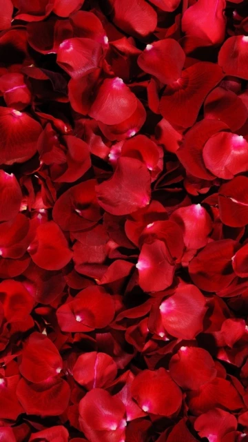 Red Rose Petals Background