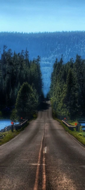 Road through forest landscape