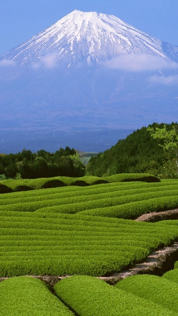 Snowy Mountain Above Green Tea Fields