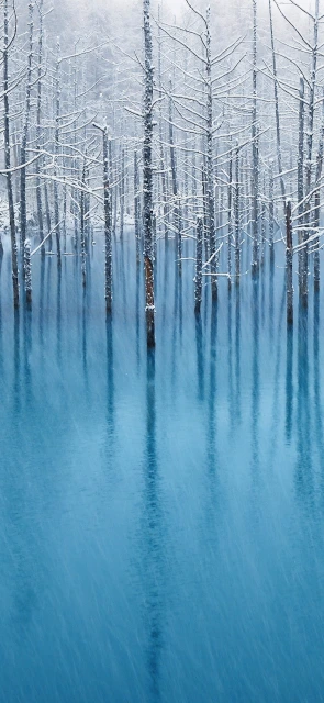 Snowy Trees Reflected in Blue Water