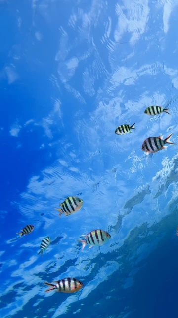 Striped Fish Swimming Underwater