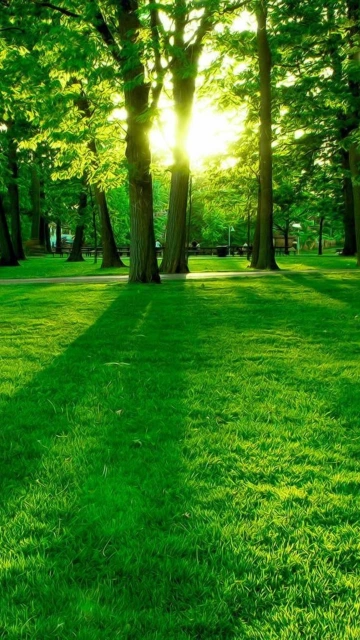 Sunlight Through Trees in Park