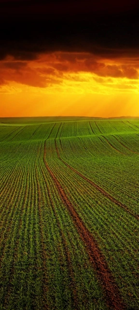 Sunset Green Landscape Background