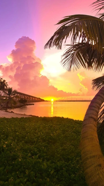 Sunset Over Water With Palm Tree