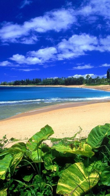 Tropical Beach With Blue Sky and Green Leaves