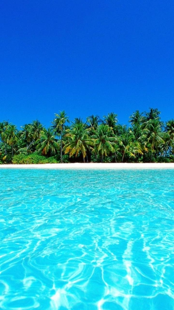 Tropical Beach With Palm Trees