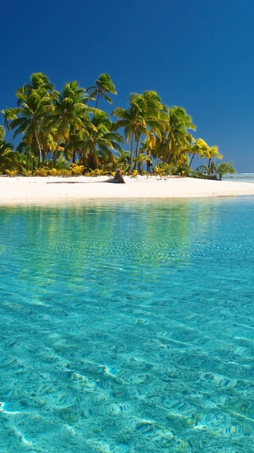 Tropical Island With Palm Trees and Clear Water