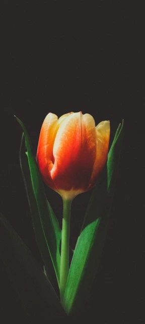 Tulip Flower Black Background