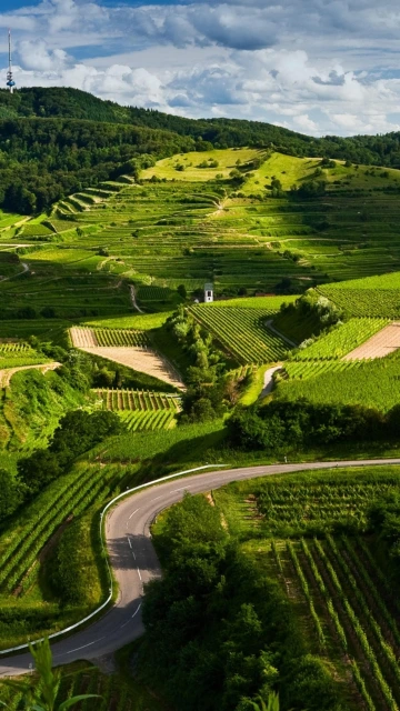 Winding Road Through Green Vineyard Hills