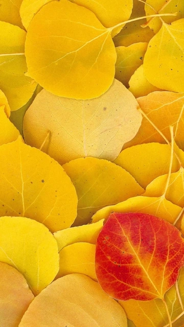 Yellow and Red Autumn Leaves