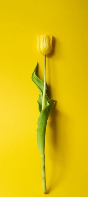 Yellow Flower Background