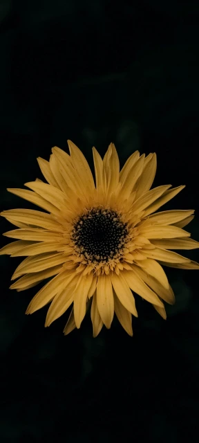 Yellow Flower Black Background