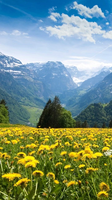 Yellow Flowers in Mountain Valley