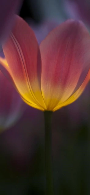 Backlit Pink and Yellow Tulip