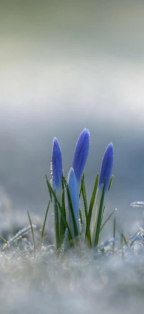 Blue Crocus Buds in Frost