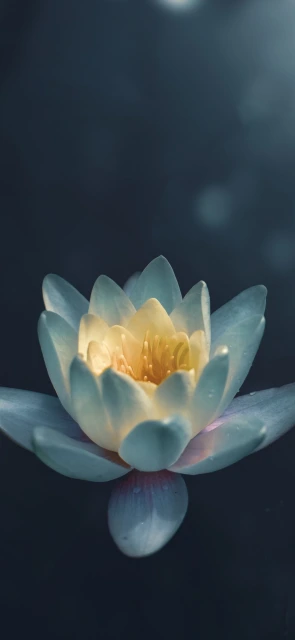 Blue Water Lily Flower