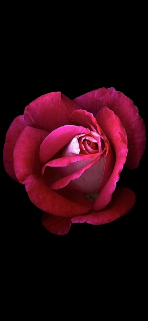 Close Up of a Pink Rose