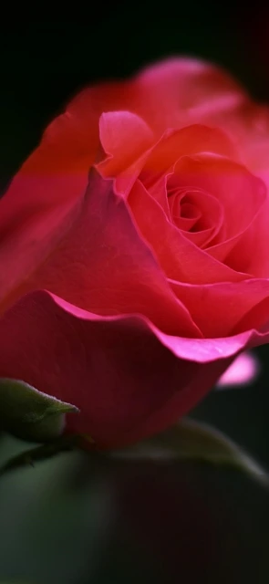Close Up Pink Rose