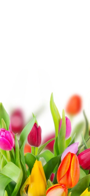 Colorful Tulips With Green Leaves