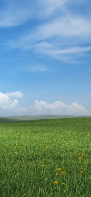 Green Field With Yellow Flowers