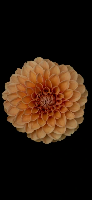 Orange Dahlia Flower