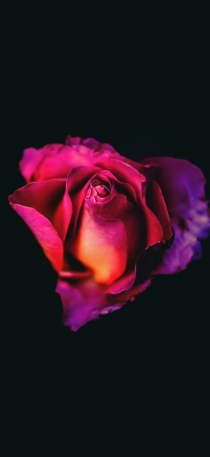 Pink and Purple Rose