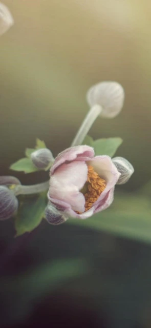 Pink Anemone Flower Bud