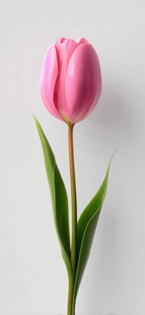 Pink Tulip With Green Leaves