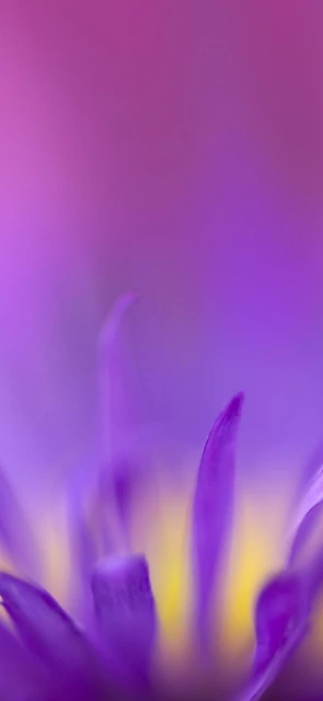 Purple Flower Close Up