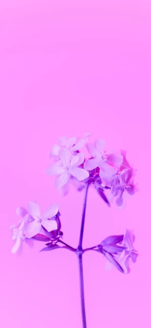 Purple Flowers on Pink Background
