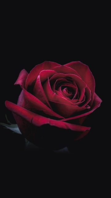 Red Rose