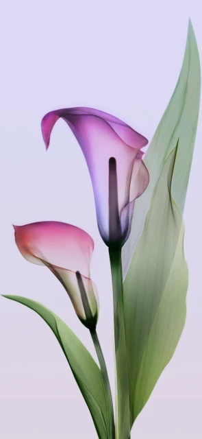 Translucent Purple Calla Lilies
