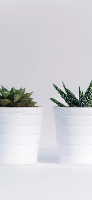 Two Potted Succulents
